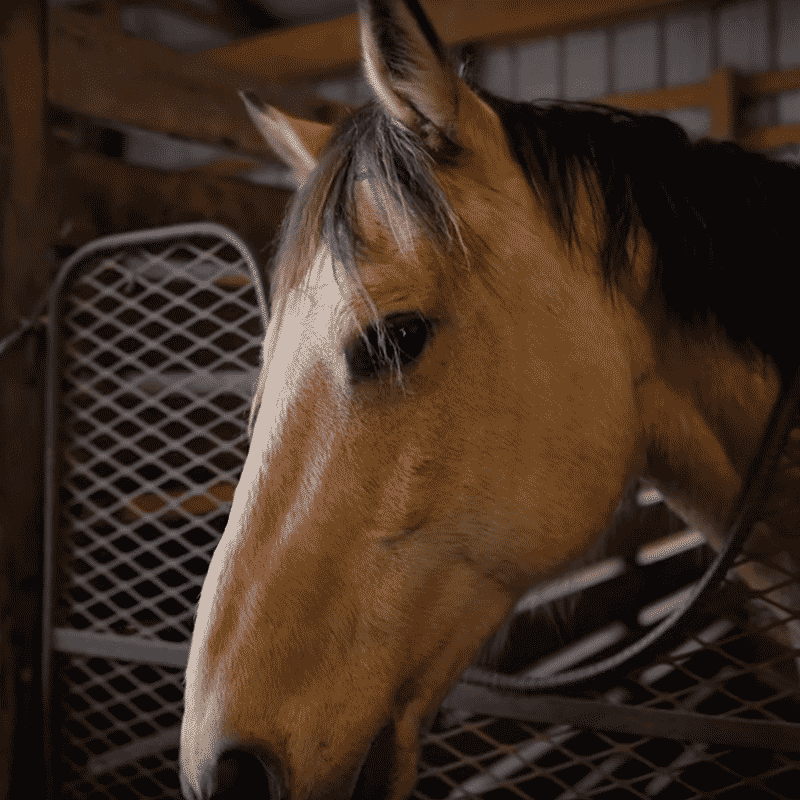 Featured image for “Equine Therapy (Coming Soon)”